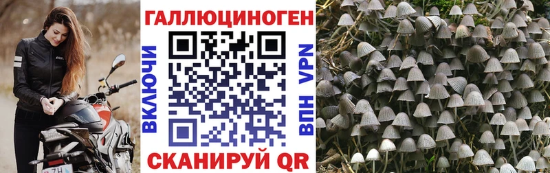 это клад  Николаевск-на-Амуре  Галлюциногенные грибы Psilocybe 